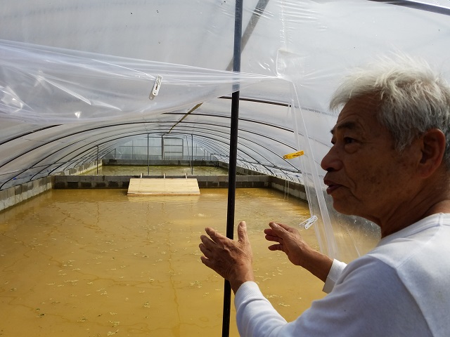 最高級のすっぽんの生血で天然の精力剤と美貌強化に 長寿子宝の島 すっぽん血粉カプセル缶 伊仙町ふるさと納税特設サイト